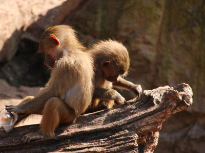 ZOO-Besuch 2014